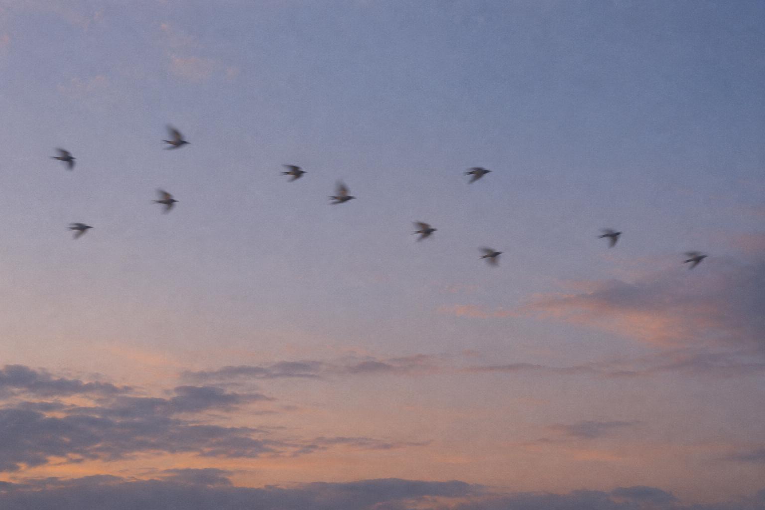 Soft birds crossing a pale evening sky
