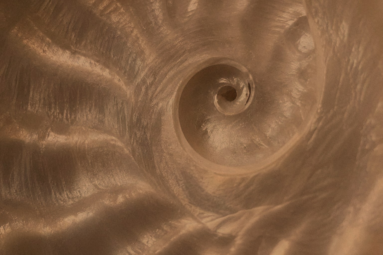 The pearlescent inner spiral of a shell, curving inward to its center.