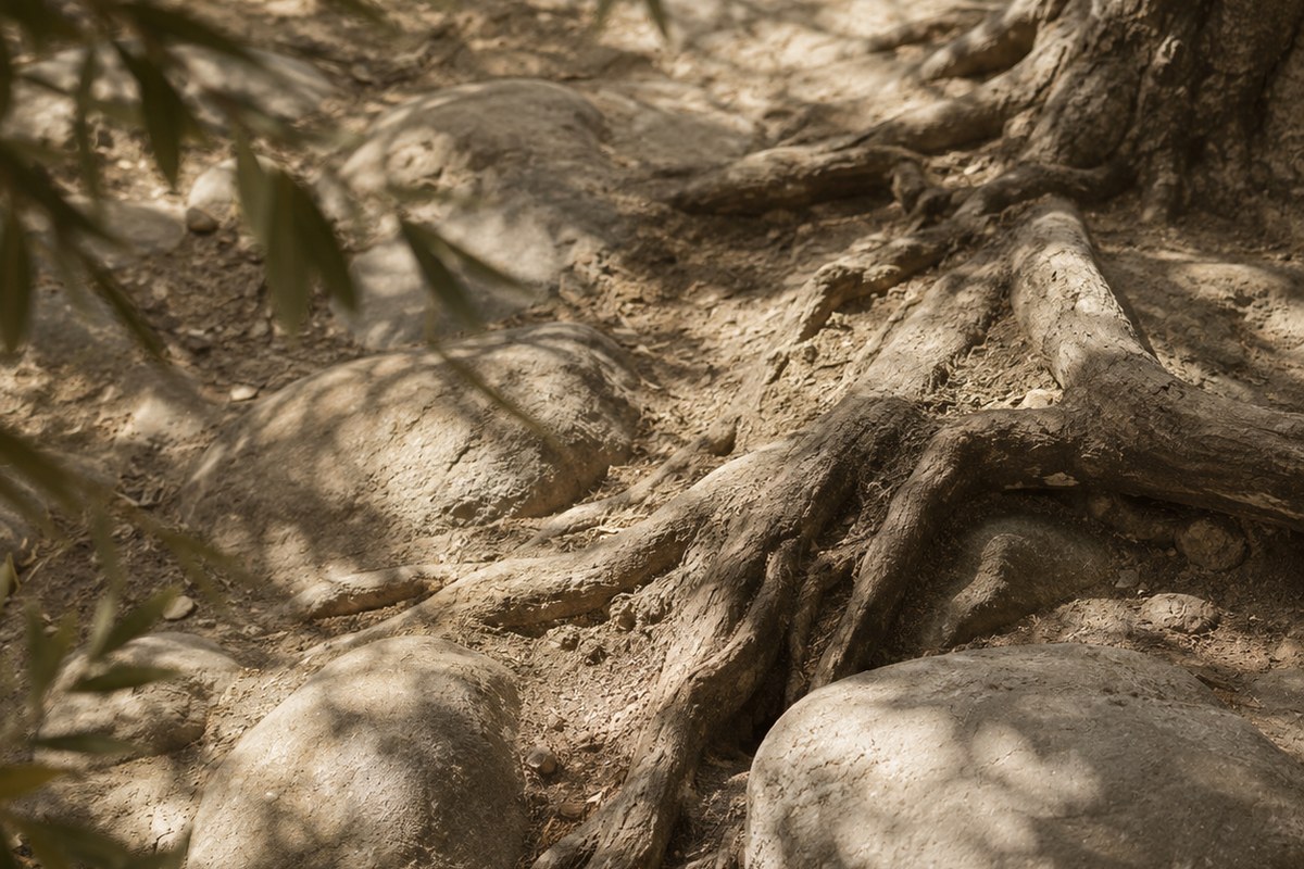 Olive tree roots winding over sunlit stone and dry earth.