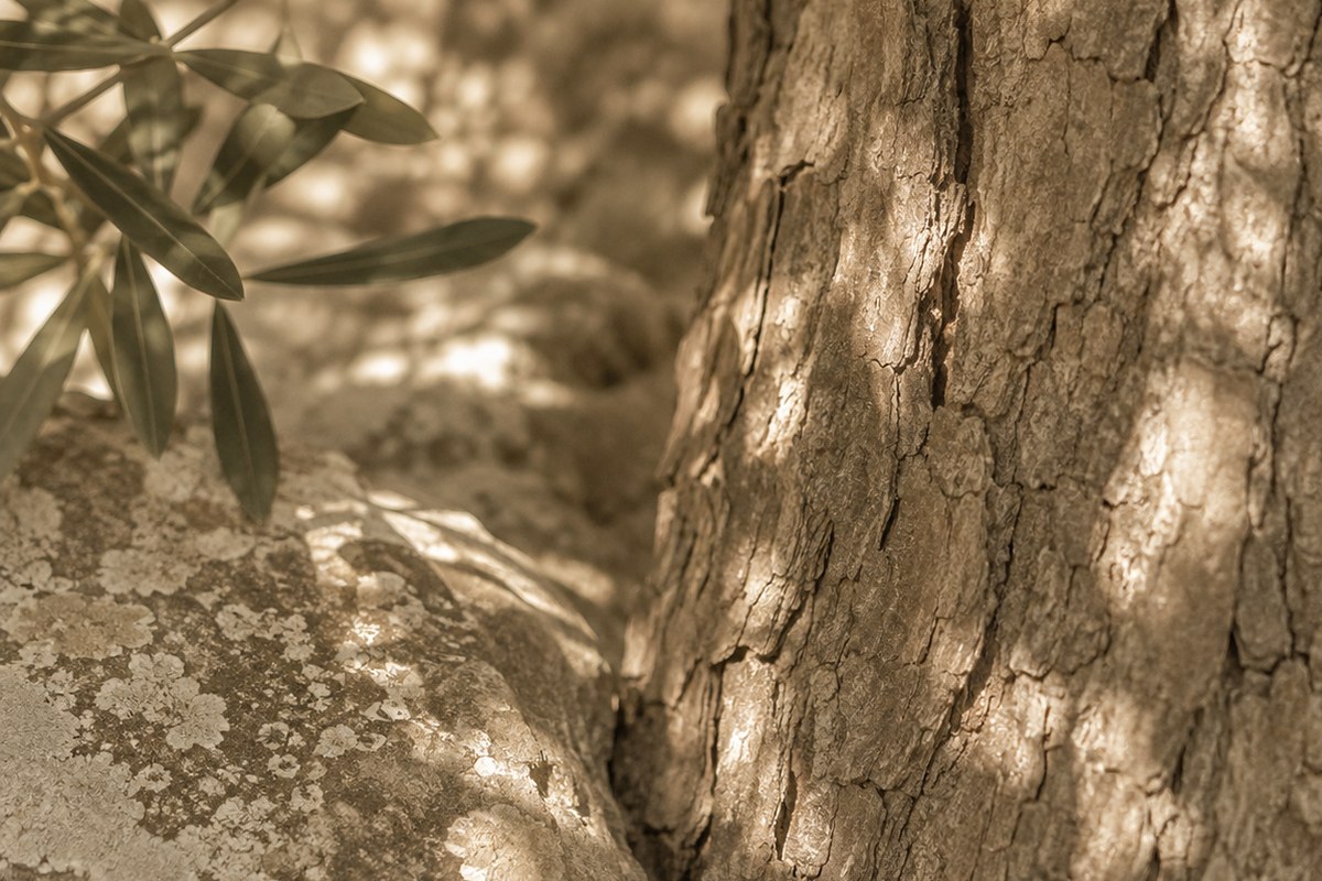Sunlit olive tree trunk with dappled shadows across its bark.